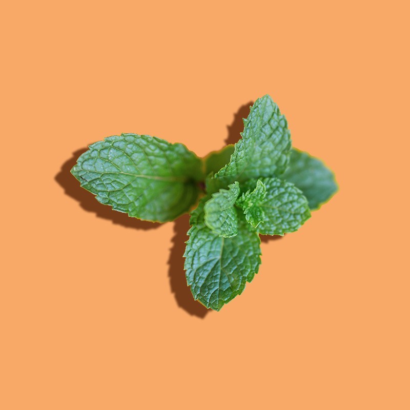 Piperita Mint Leaf