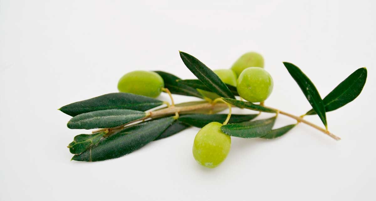 Beneficios del aceite de oliva para el pelo